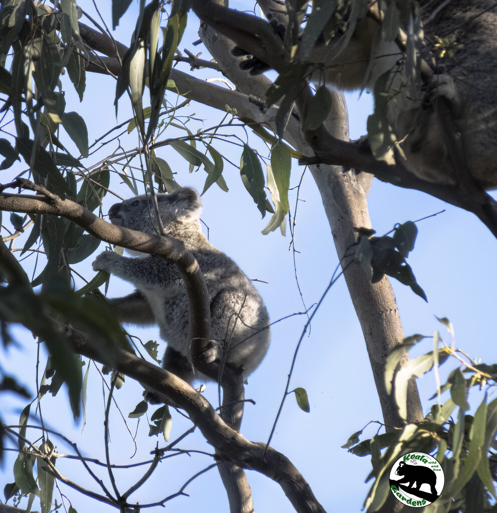 I'ma so cleva mumma by koalagardens
