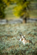 11th Jul 2022 - Pronghorn Antelope, Yellowstone 2014