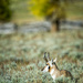 Pronghorn Antelope, Yellowstone 2014 by photographycrazy