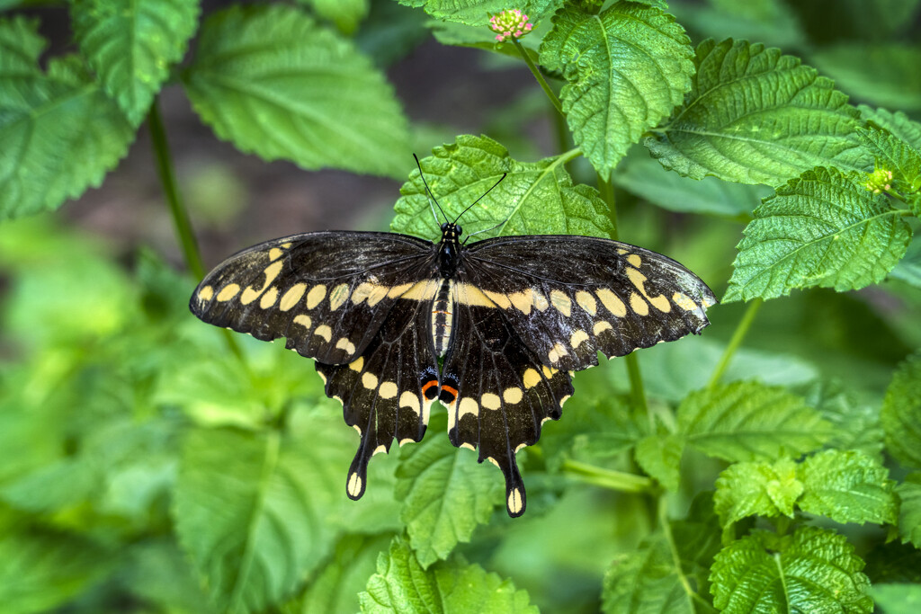 Giant Eastern Swallowtail by kvphoto