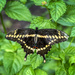 Giant Eastern Swallowtail by kvphoto