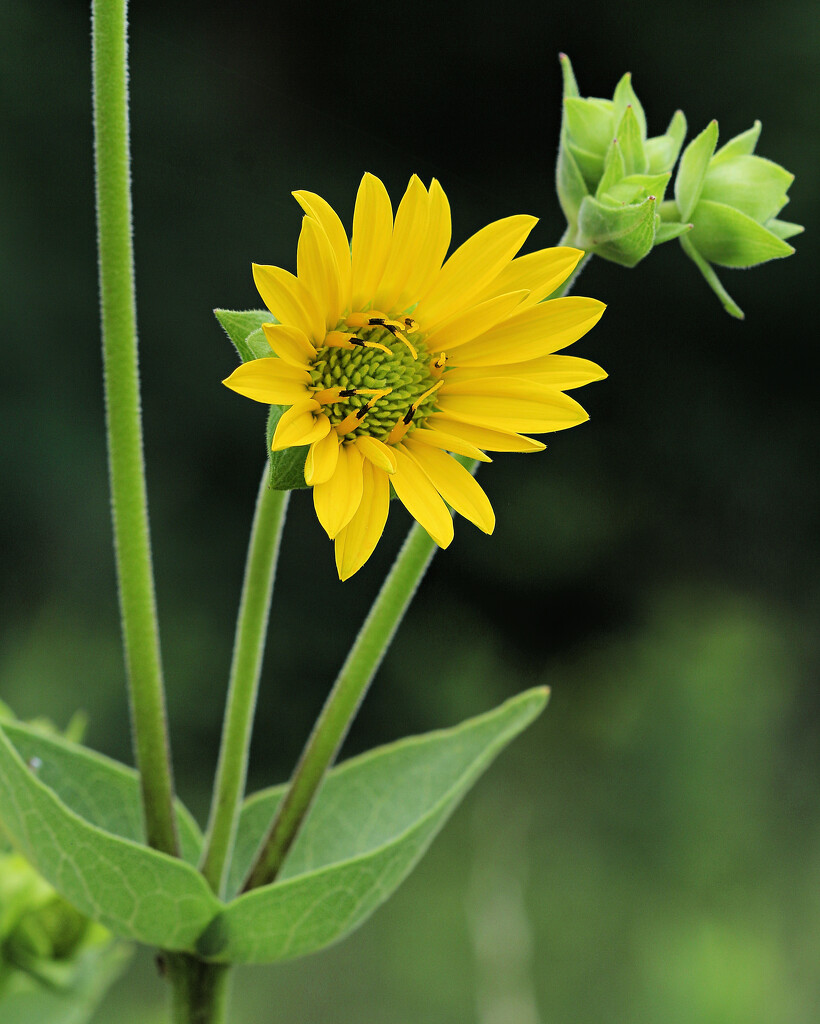Woodland Sunflower by juliedduncan