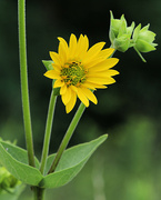 11th Jul 2022 - Woodland Sunflower