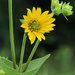 Woodland Sunflower by juliedduncan