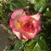 Rose by jab