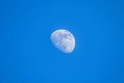 11th Jul 2022 - Blue Moon