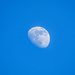 Blue Moon by danette