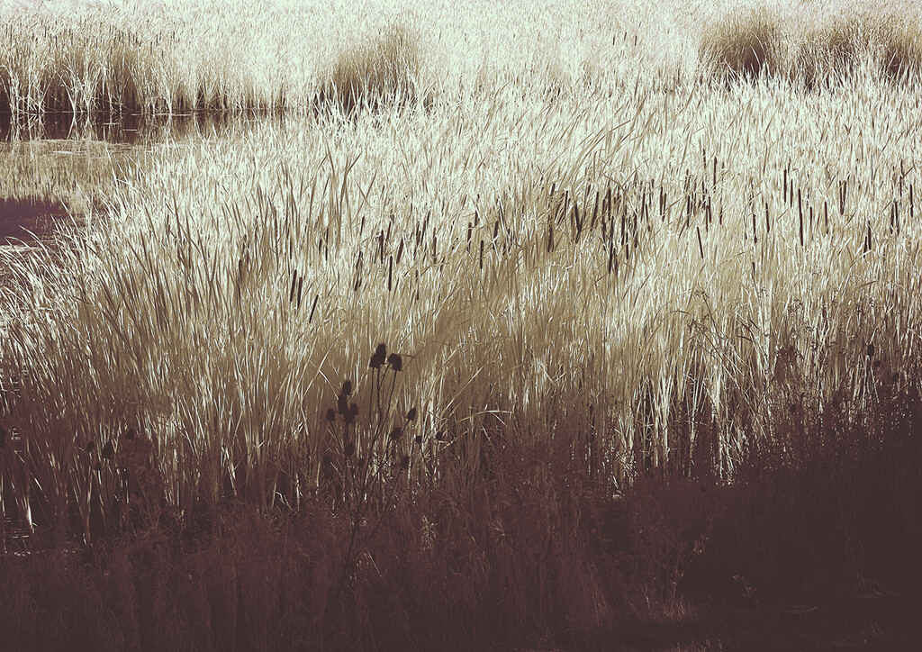 Reeds and Soft Shadows by gardencat