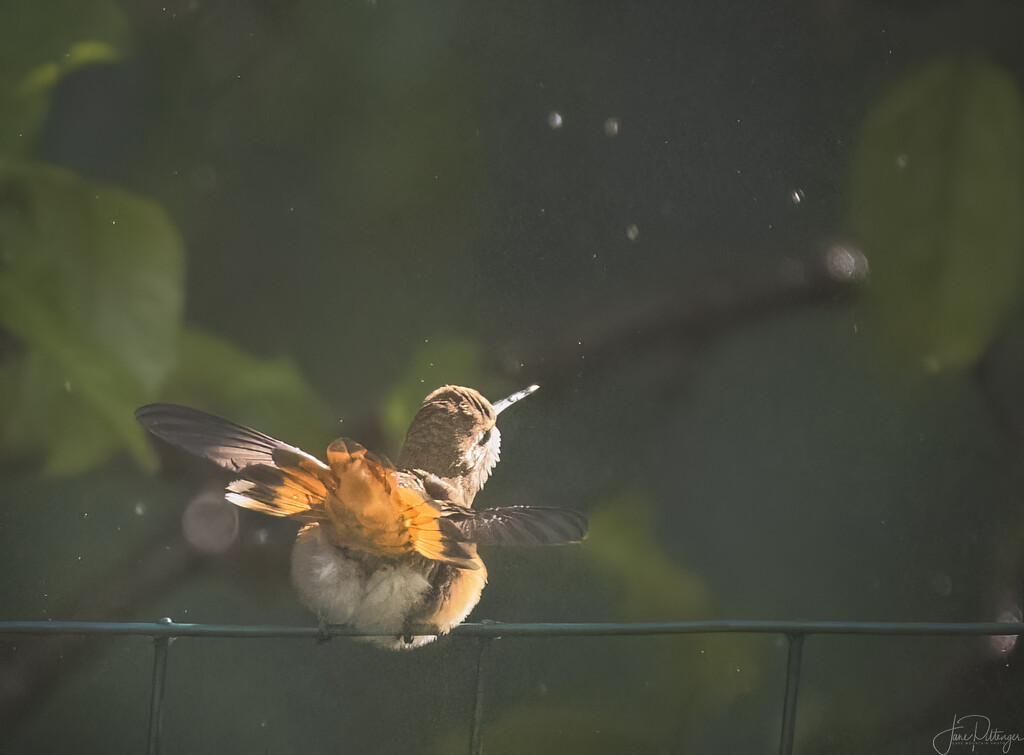 Hummingbird Enjoying a Bath by jgpittenger