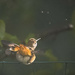 Hummingbird Enjoying a Bath by jgpittenger