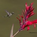 LHG_2527Hummingbird on Canna by rontu