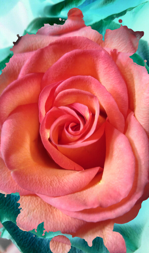 Rose... by marlboromaam
