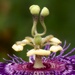 Passiflora incarnata... by marlboromaam