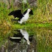  Little Pied Cormorant & Reflection ~  by happysnaps