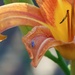 Orange Lily, Blue Bug by lynnz