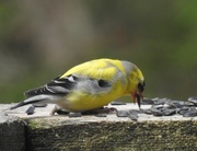 1st May 2022 - American Goldfinch
