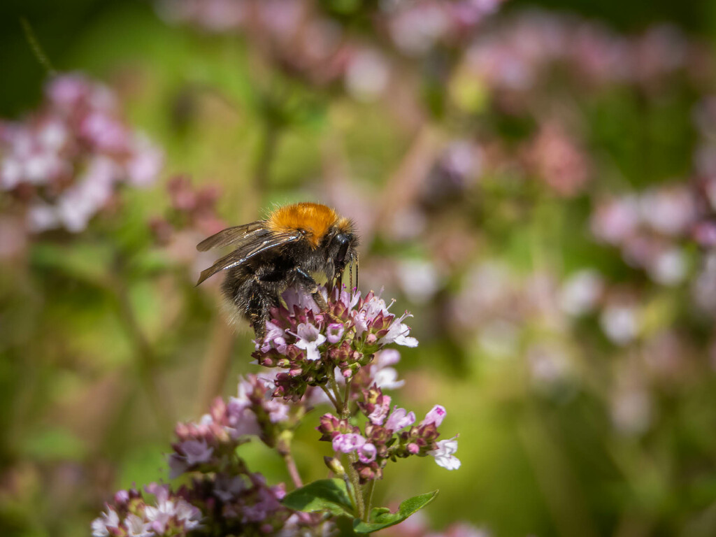 A bumblebee on the oregano by haskar