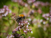11th Jul 2022 - A bumblebee on the oregano