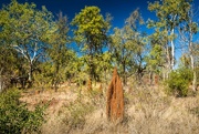 26th Jun 2022 - Termite mounds