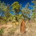 Termite mounds by pusspup