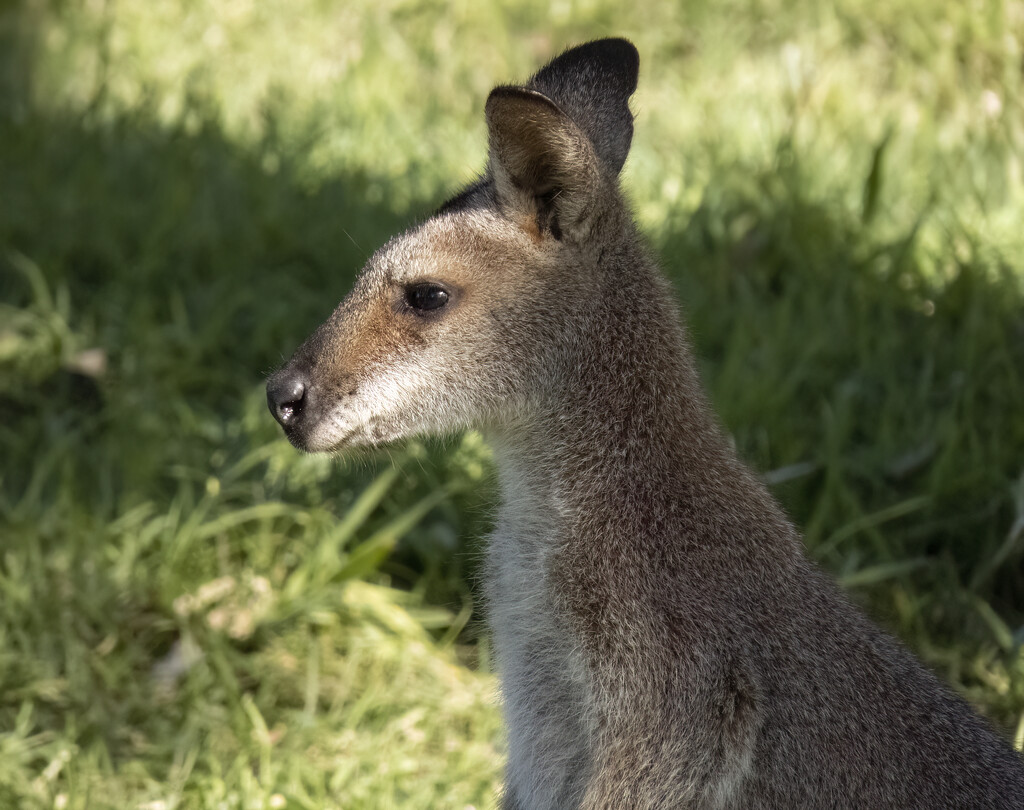 wallaby by koalagardens