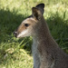 wallaby by koalagardens