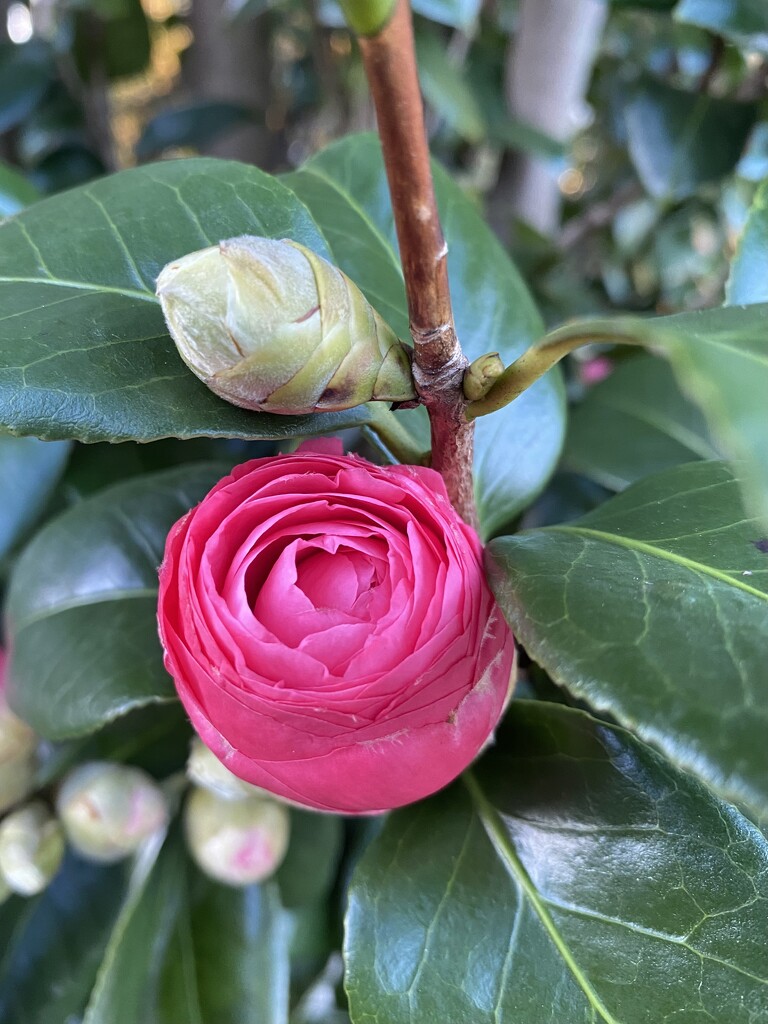 Camellia  by kjarn