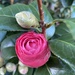 Camellia  by kjarn