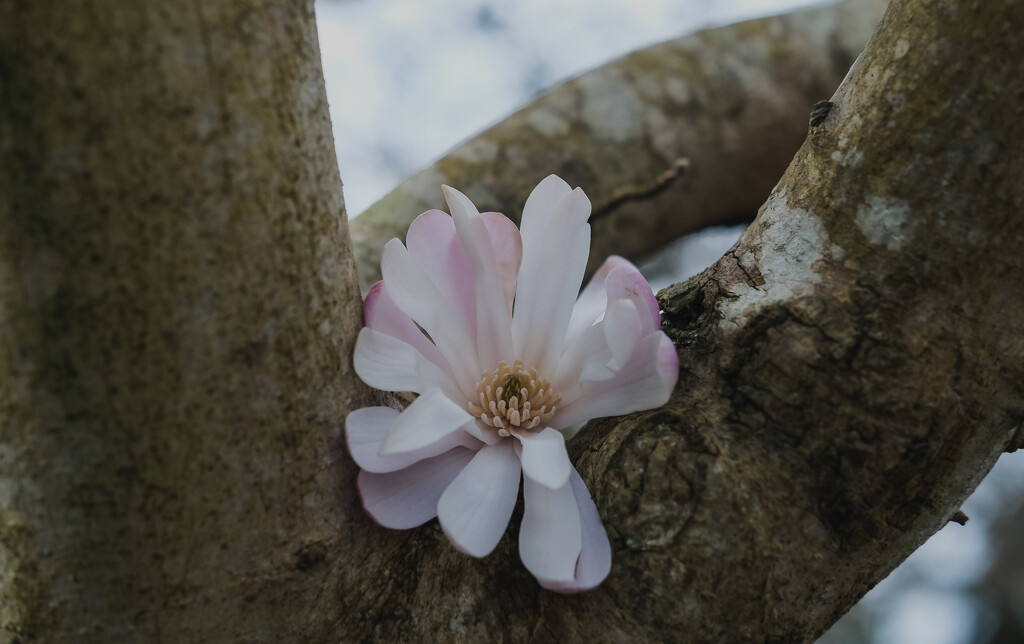 magnolia  by brigette