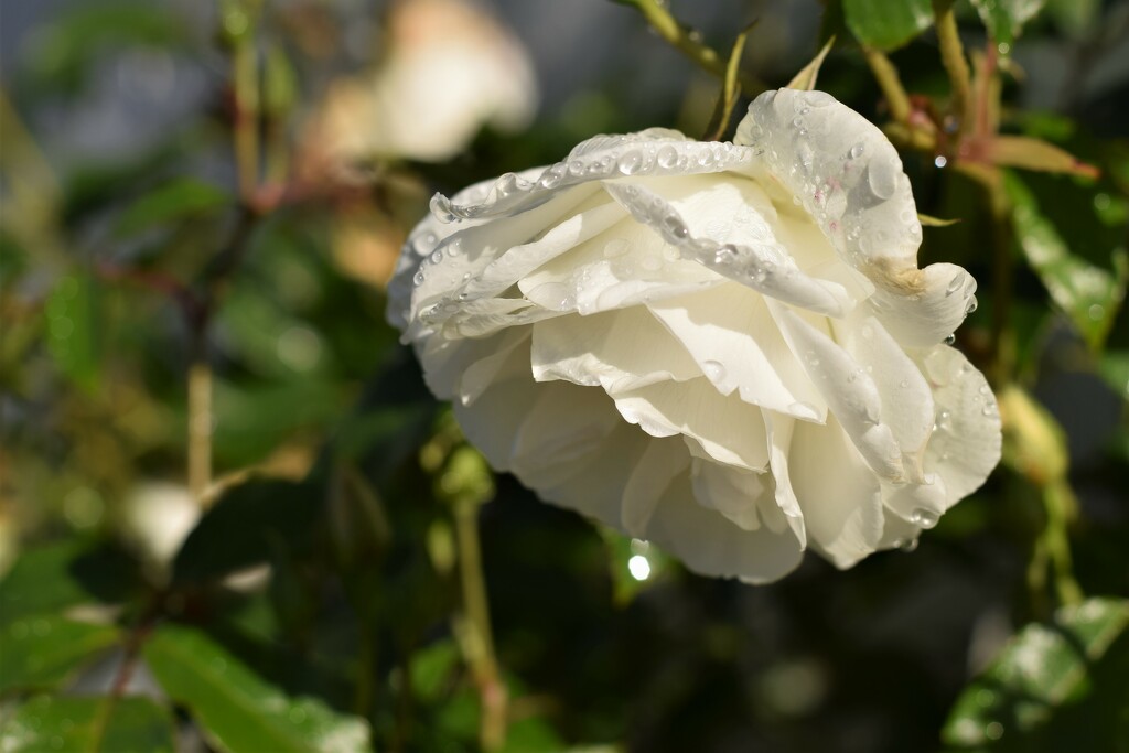 rain drops by christophercox