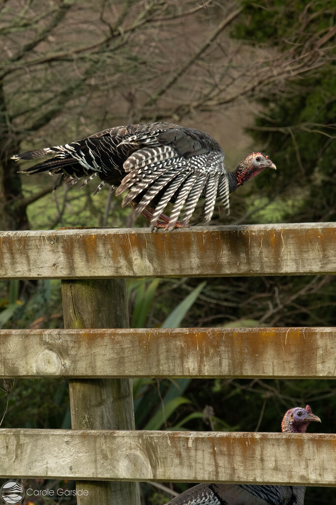 Chasing the turkeys by yorkshirekiwi