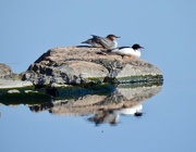 4th May 2022 - Common Mergansers