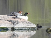 6th May 2022 - Common  Mergansers