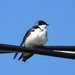 Tree Swallow by sunnygreenwood