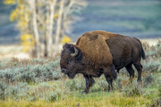 12th Jul 2022 - American Bison, Yellowstone