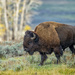American Bison, Yellowstone by photographycrazy