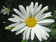 7th Jul 2022 - Shasta Daisy