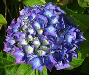 8th Jul 2022 - Hydrangea