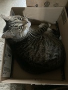 12th Jul 2022 - Kitty in a Box 
