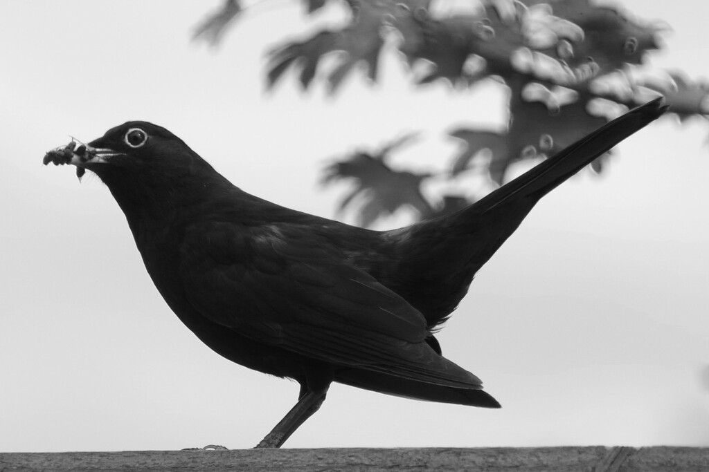 Blackbird by thedarkroom