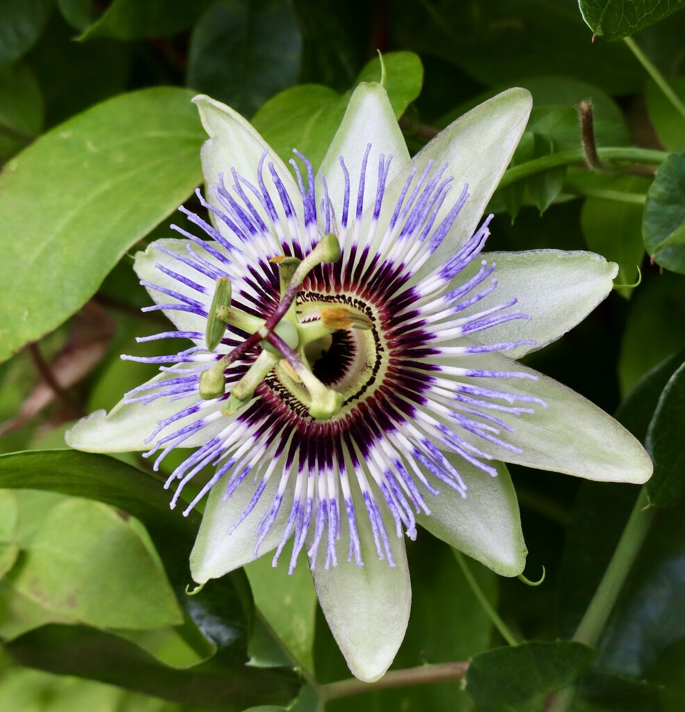 Passionflower  by jeremyccc