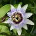 Passionflower  by jeremyccc