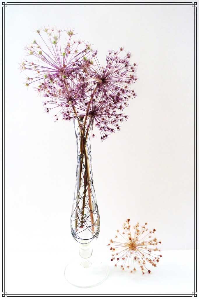 Allium seed-heads in a vase . by beryl