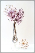 12th Jul 2022 - Allium seed-heads in a vase .