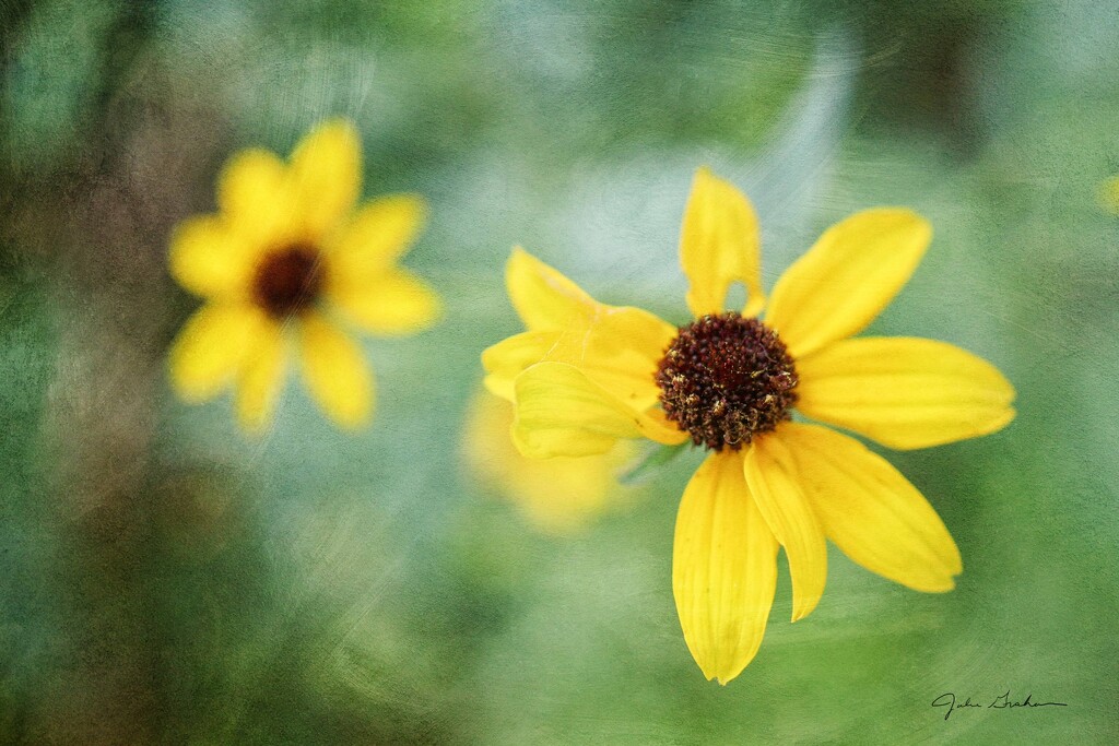 Tall Coreopsis by 2022julieg