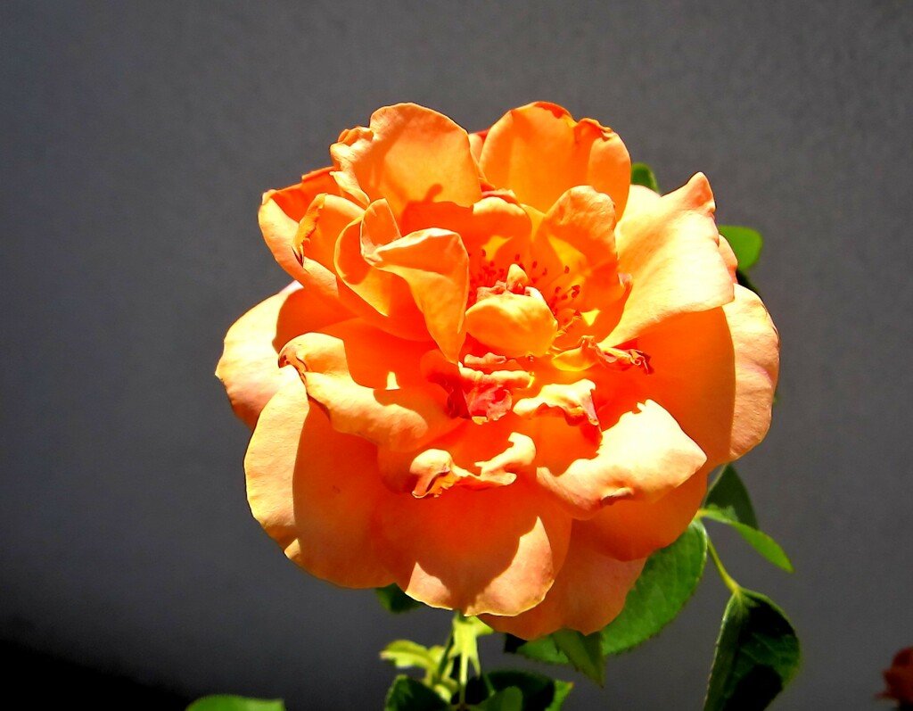Narančasta ruža by vesna0210