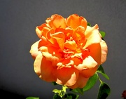 4th Jul 2022 - Narančasta ruža