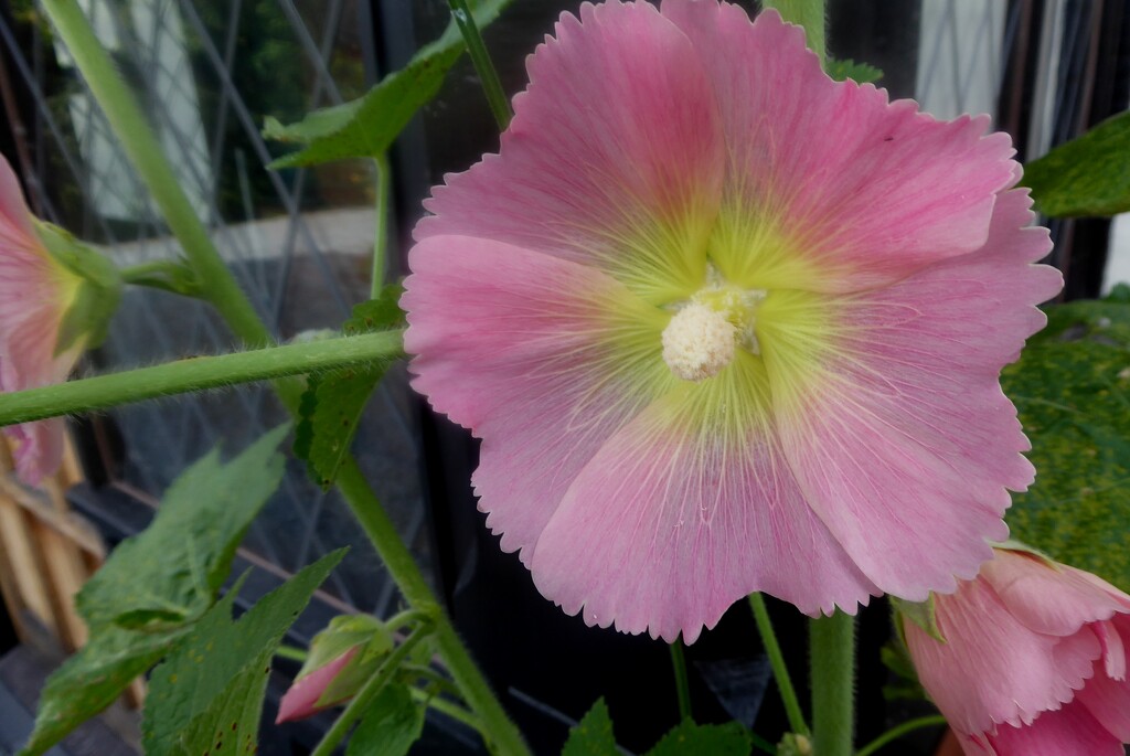The first of our hollyhocks flowering by snowy