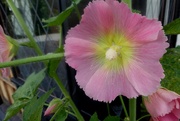 12th Jul 2022 - The first of our hollyhocks flowering