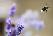 12th Jul 2022 - Lavender Bee